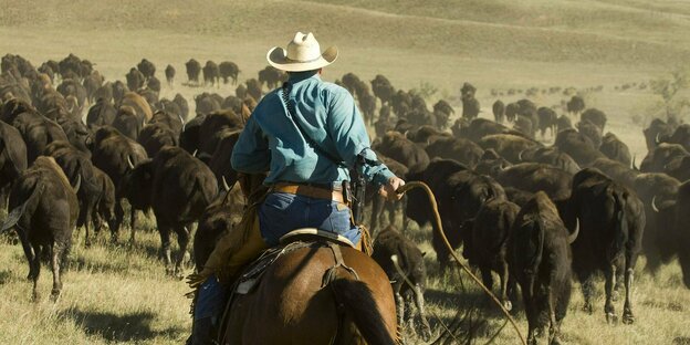 Ein Cowboy beim Büffeltreiben